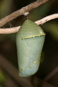 Image 2 of Monarch Butterfly (Danaus plexippus)