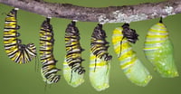 Image 3 of Monarch Butterfly (Danaus plexippus)