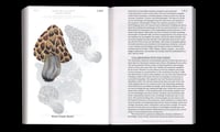 Image 5 of LET'S BECOME FUNGAL ! - Yasmine OSTENDORF-RODRIGUEZ