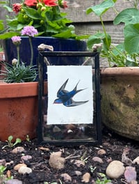 Original Illustration - Barn Swallow