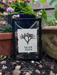 Seaweed Press - Irish Moss 