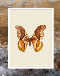 Image 4 of Vintage Moth Art Print, Digital Download Wall Art, Botanical Insect Illustration