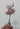 - STICKER - </br> Renne Étoile </br>