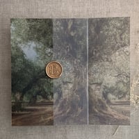 Image 4 of Olive tree groove printed vellum wrap for 5x7 cards PACK of 10