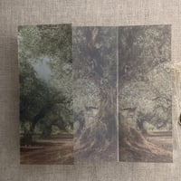 Image 5 of Olive tree groove printed vellum wrap for 5x7 cards PACK of 10