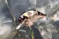 Image 1 of Custom Airbrushed S-CRANK 1.5 Squarebill Crankbait 8397