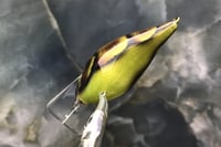 Image 4 of Custom Airbrushed S-CRANK 1.5 Squarebill Crankbait 8880