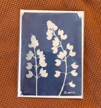 Cyanotype Lupine card