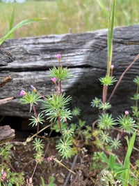 Image 3 of True Baby Stars: Leptosiphon bicolor