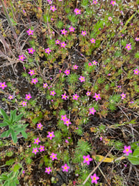 Image 2 of True Baby Stars: Leptosiphon bicolor