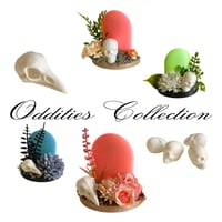 Image 1 of Oddities 