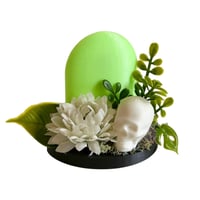 Image 3 of Oddities 