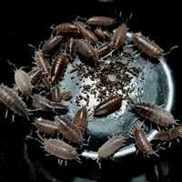 Image 1 of Porcellionides Pruinosus - Powder Blue