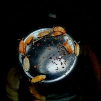 Image 1 of New for 2026 - 'Koi' Porcellio Scaber 