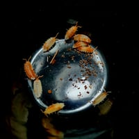 Image 2 of New for 2026 - 'Koi' Porcellio Scaber 