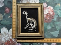 Image 9 of Cat Skeleton (A) Framed Embellished Embroidery Striped Frame