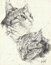 Image 2 of Animal portraits / Vos portraits d'Animaux