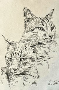 Image 4 of Animal portraits / Vos portraits d'Animaux