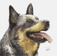 Image 3 of Animal portraits / Vos portraits d'Animaux