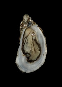 Image 1 of Oyster of Joy