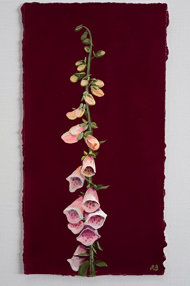 Image of Suttons Apricot Foxglove