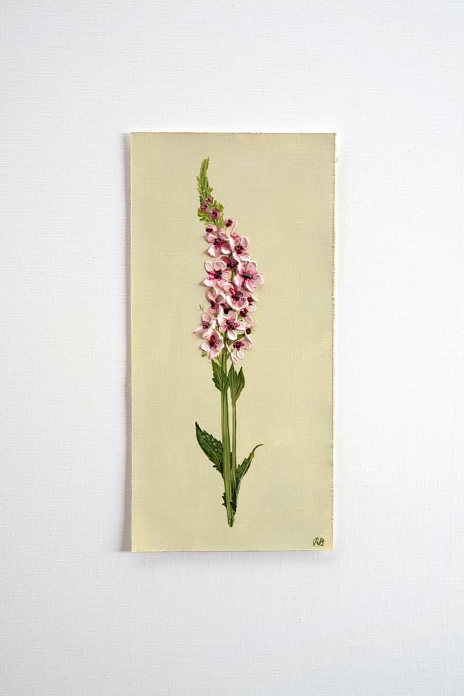 Image of Verbascum Southern Charm