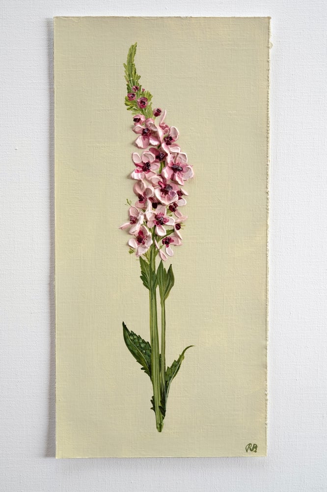 Image of Verbascum Southern Charm