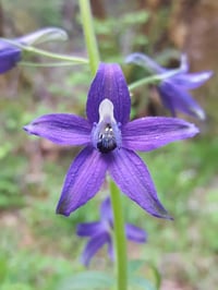 Image 1 of Columbian Larkspur : Delphinium trolliifolium