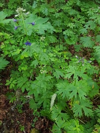 Image 2 of Columbian Larkspur : Delphinium trolliifolium
