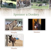 Image 5 of Sponsor a Donkey - Paper Mail Package