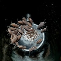 Image 2 of Porcellionides Pruinosus - Powder Blue