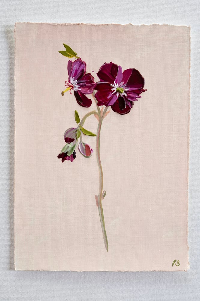 Image of Geranium Samabor