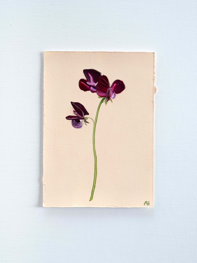Image of Sweet Pea Beaujolais 