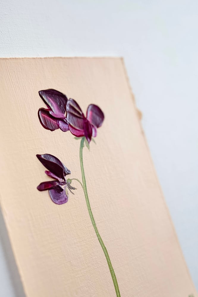 Image of Sweet Pea Beaujolais 