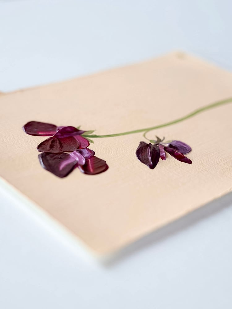 Image of Sweet Pea Beaujolais 