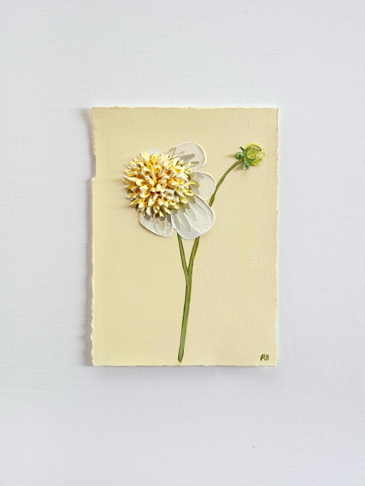 Image of Dahlia Platinum Blonde 