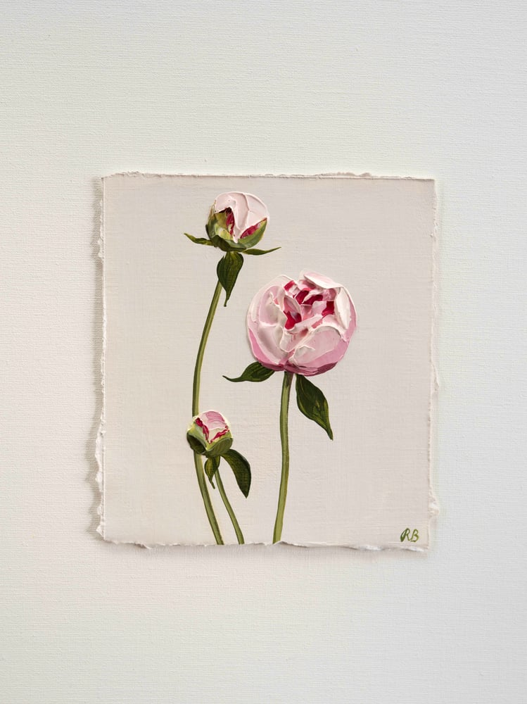 Image of Peony Sarah Bernhardt 