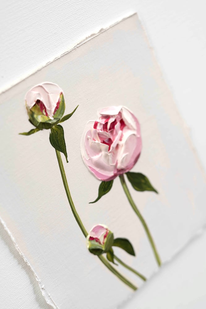 Image of Peony Sarah Bernhardt 