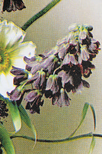 Image 3 of Node "Spring Totem"
