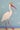 Royal White Ibis I