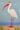 Royal White Ibis II