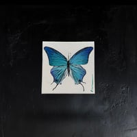 Image 1 of Pseudolycaena Damo - Original Oil Painting, 4” x 4”