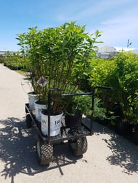 Image 1 of Tree and Garden Plant Installation