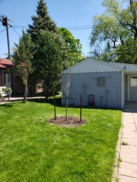 Image 4 of Tree and Garden Plant Installation