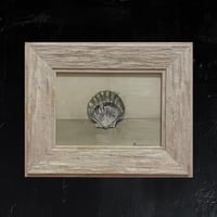 Image 1 of Single Shell 1 - Original Oil Painting, 7” x 5”