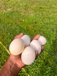 Duck Egg Club 