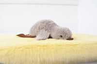 Image 3 of little brown duck