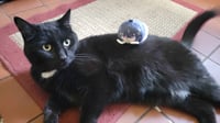 Image 4 of Mochikororin Lita