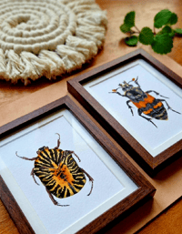 Image 1 of Set of 2 Entomology Beetle Prints, Gymnetis stellata and Burying Beetle Digital Download
