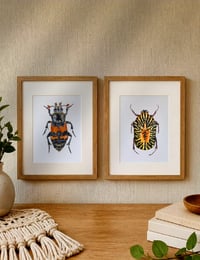 Image 5 of Set of 2 Entomology Beetle Prints, Gymnetis stellata and Burying Beetle Digital Download